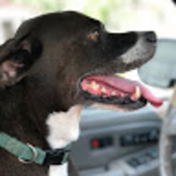 Meet your Posher, Mia - Picture 1 of 1